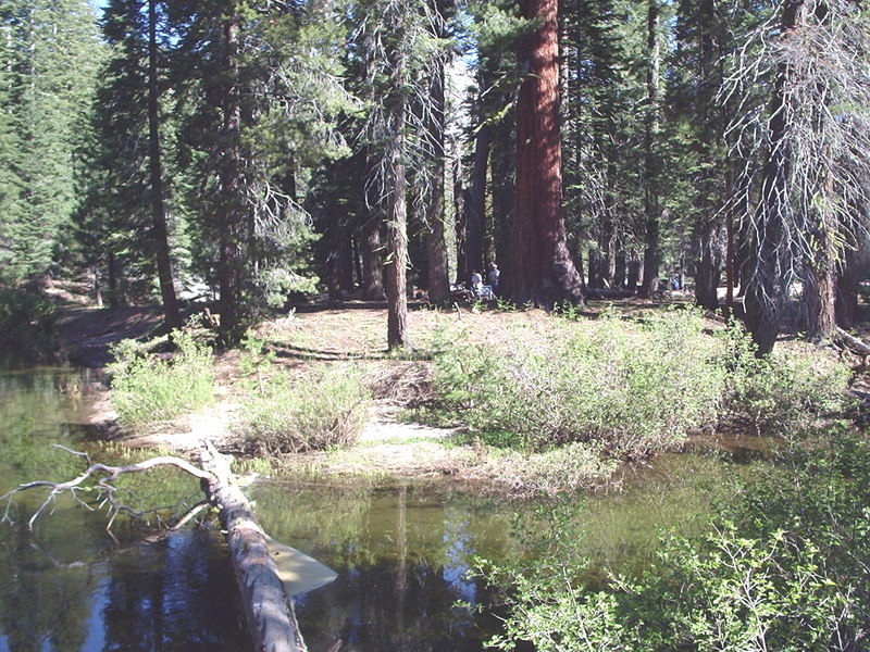 The Island campsite from across the river — the big tree visible in the clearing