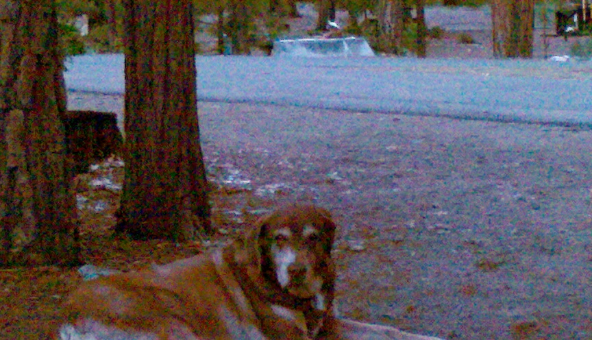 Dog at the Kegger camp, 2011