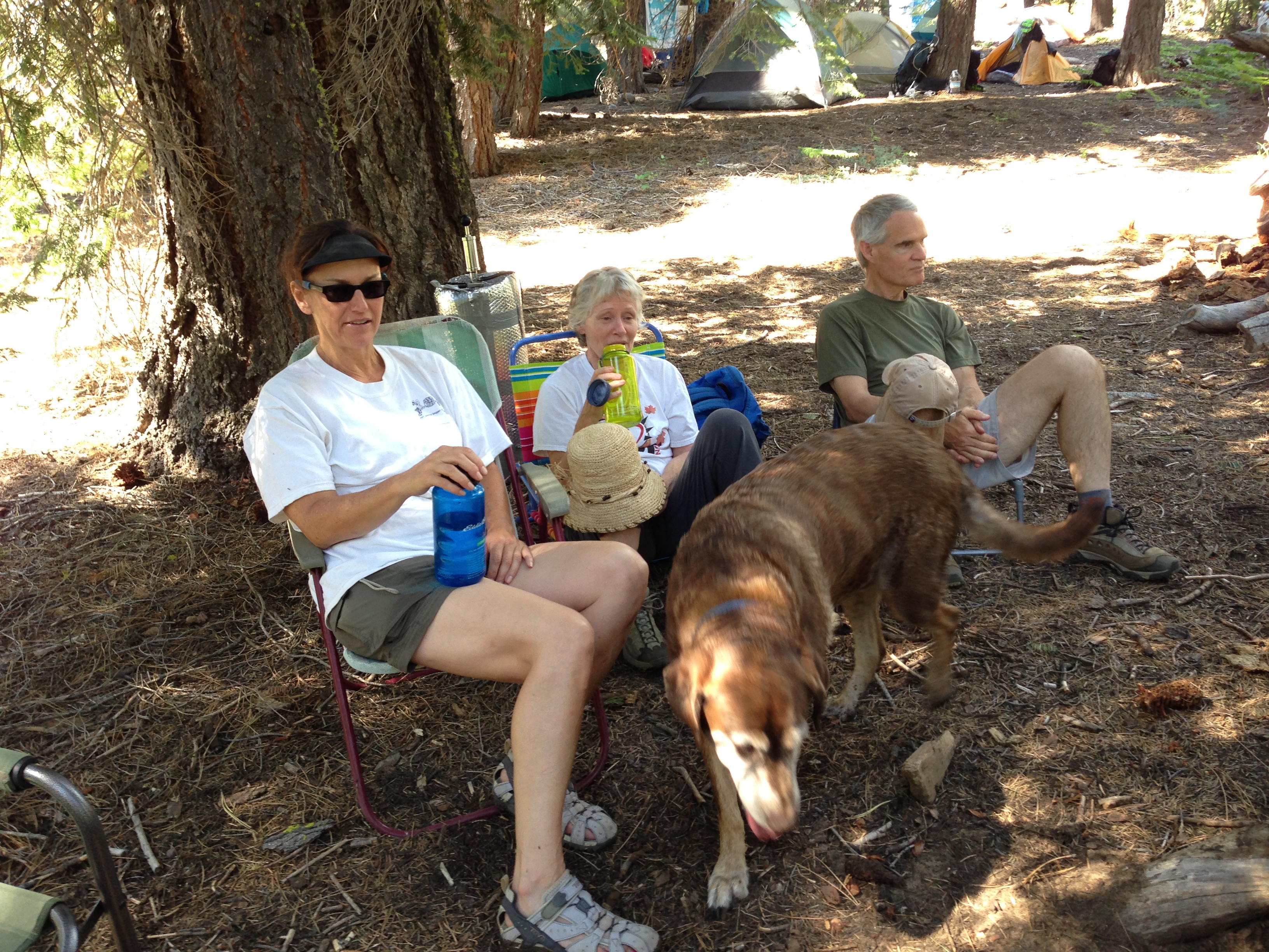 Dog at the Kegger camp