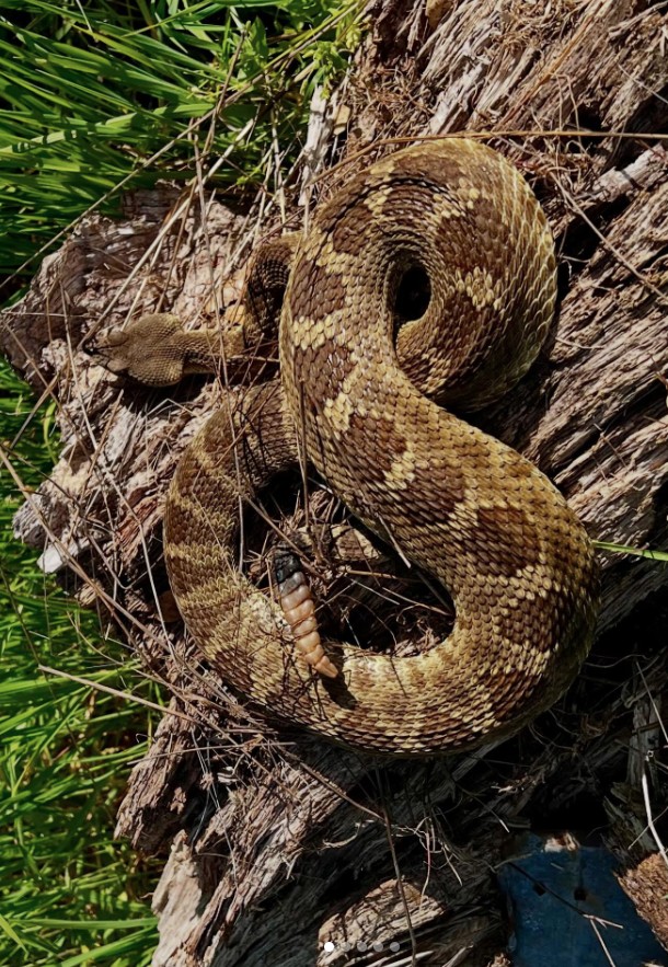 Western rattlesnake coiled on a log in the Sierras