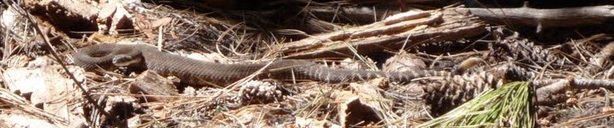 Rattlesnake in pine needles — camouflaged at the Kegger campsite